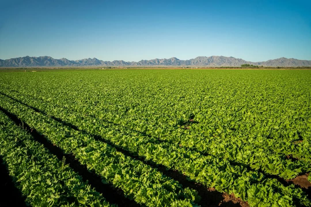 african health farm